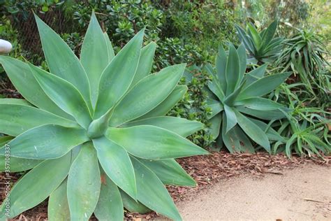 Agave tequilana, the plant to make tequila. Stock Photo | Adobe Stock