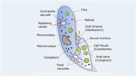 Paramecium Cell Definition, Characteristics, Classification, Movement ...