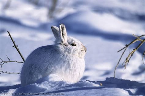 Snowshoe Hare On Winter Tundra Snow Animals