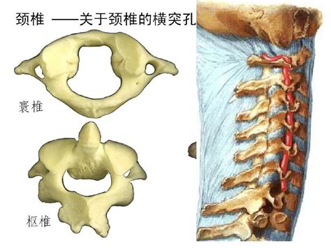 临床应用解剖学 脊柱和脊髓的应用解剖基础word文档在线阅读与下载无忧文档