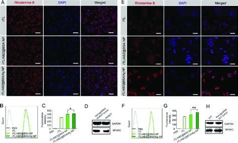 Cellular Uptake Of The Rhodamine B Labeled Rtl And Rtl Abz Bsa Ag Nps