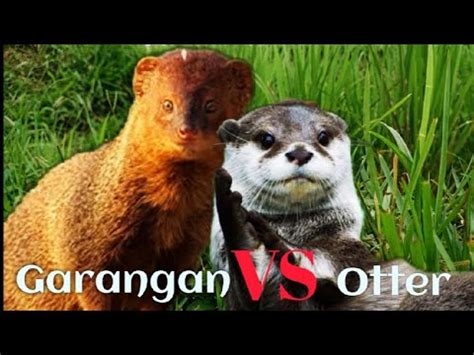 Reaksi Garangan Ketemu Otter Keliatan Nya Mereka Bakal Jadi Hewan