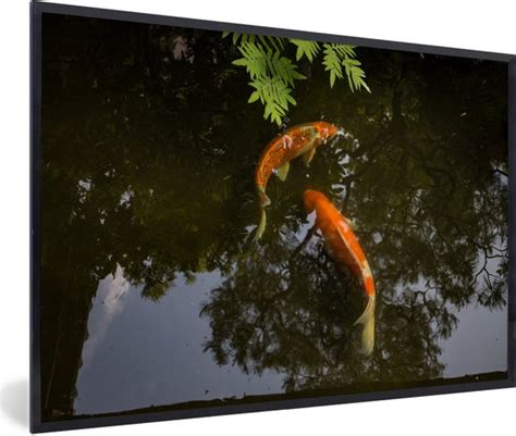 Fotolijst Incl Poster Twee Koi Karpers Om Een Vijver 60x40 Cm