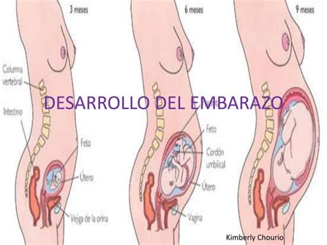 Desarrollo Del Embarazo PPT Descarga Gratuita