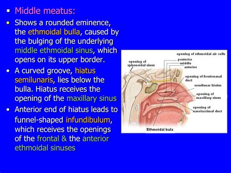 Ppt Nose Nasal Cavity And Paranasal Sinuses Powerpoint Presentation