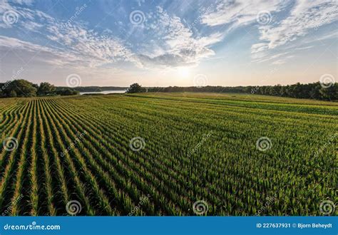 Aerial Panoramic View Taken By A Drone Of A Corn Field Agriculture