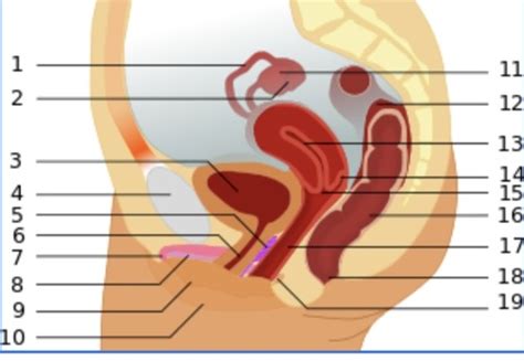 Sex Och Samlevnad Prov Flashcards Quizlet