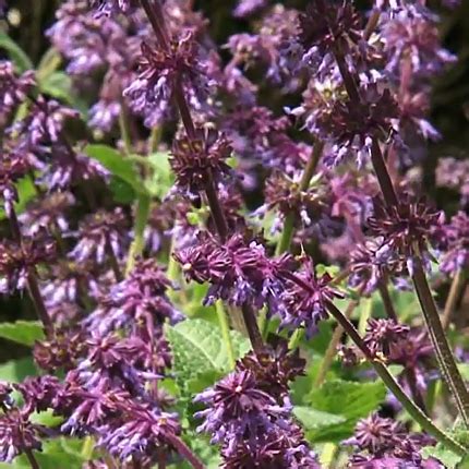 Сальвия: выращивание, посадка и уход - Flowers.ua