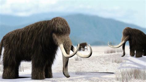 Woolly Mammoth Extinction Cause