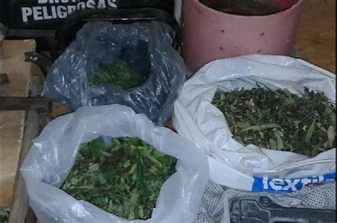 Desbarataron una banda narco que tenía plantación de marihuana Tras