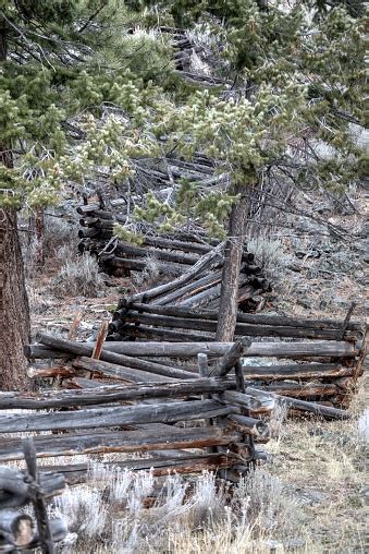 Old Log Fence In Forest Stock Photo Download Image Now Abandoned