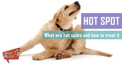 Soften The Blister: 7 Steps To Heal Your Dog's Hot Spots