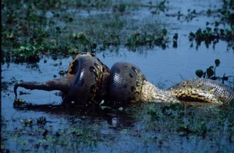 Scientists Discover The World's Largest Snake In The Amazon