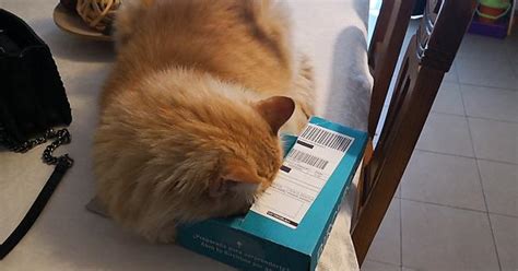 Cats And Boxes Album On Imgur