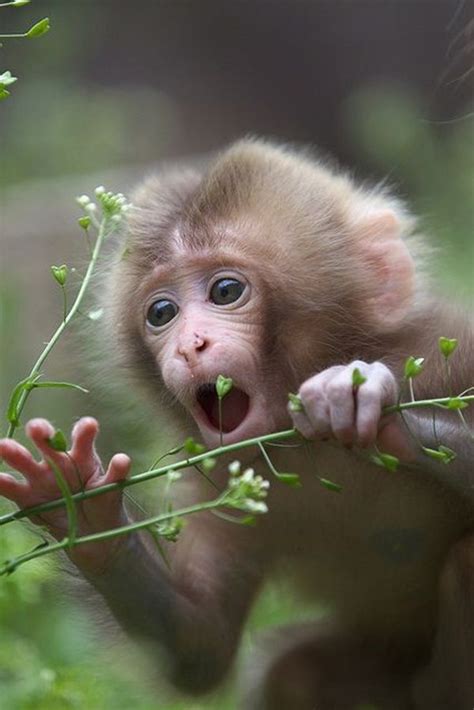 50 Cute And Adorable Baby Monkey Pictures Immagini Con Animali