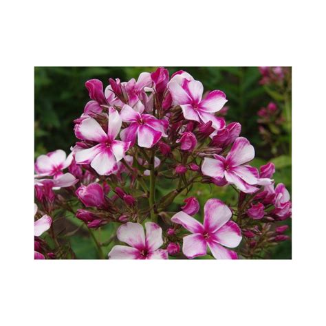 Phlox Paniculata Neon Flare Blue Plantes Vivaces Le Chatel Des Vivaces