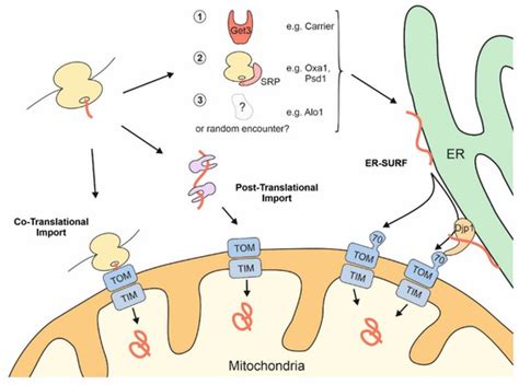 Endoplasmic Reticulum S Applications In Mitochondrial Proteins