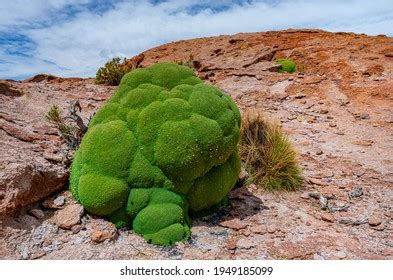 Azorella Compacta Images Stock Photos Vectors Shutterstock