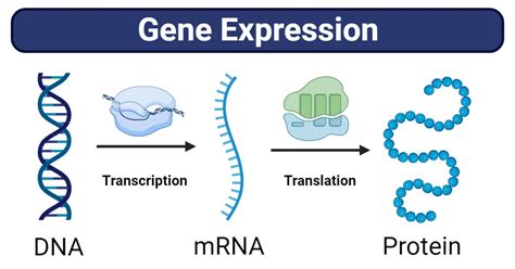 Gene Expression Stages Regulations Methods Notes Bioteck Ink