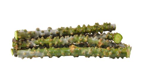 Tinospora Cordifolia Herb On White Background Nature Tinospora Shot