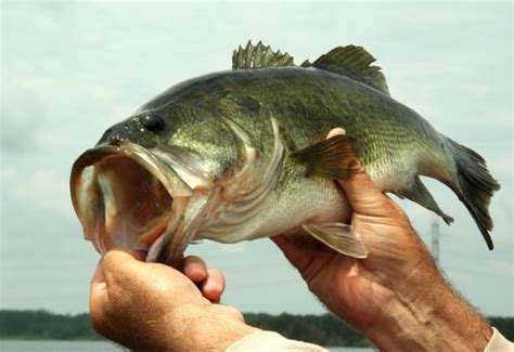 Best Largemouth Bass Stock Photos Pictures And Royalty Free Images Istock