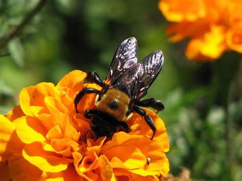 Carpenter Bee On Marigold Amy Woodward Flickr