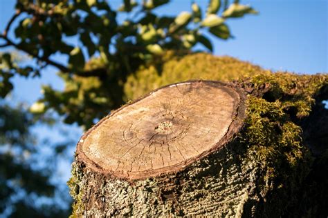 Free Images Nature Forest Rock Branch Wood Leaf Flower Trunk