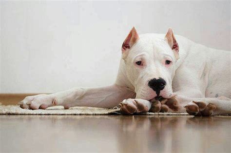 Dogo Argentino Argentinian Mastiff Argentine Dog Puppy Dogs Dog