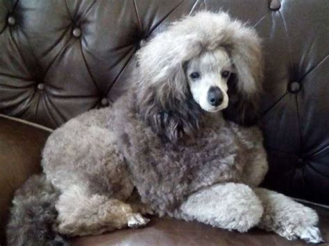 Du Clan Des Aristocrates Élevage de Caniche à Crêts en Belledonne