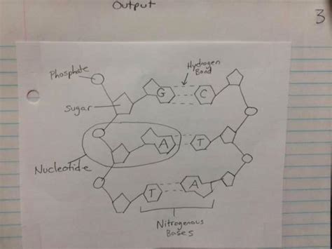 (PDF) Dna structure drawing - DOKUMEN.TIPS