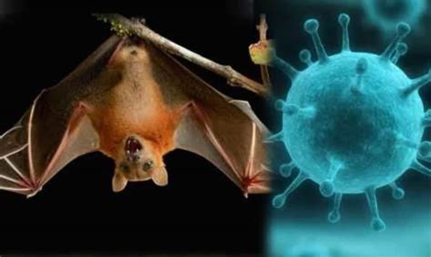 Nipah Virus Threat In Kerala Symptoms Prevention And Cure Must Know