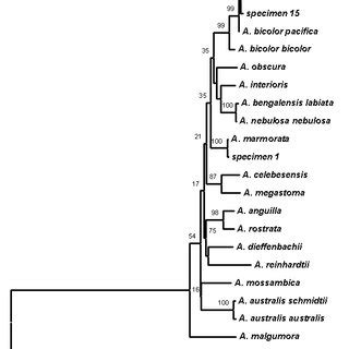 Phylogenetic Tree Inferred From The Cytochrome B Coding Region Of The