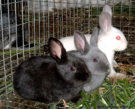 Pet Rabbit Breeds | Amazing Wallpapers