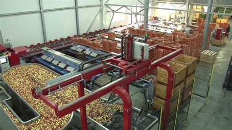 Sorter 6 Lines Sorting Machine With Robot For Unloading Apples And