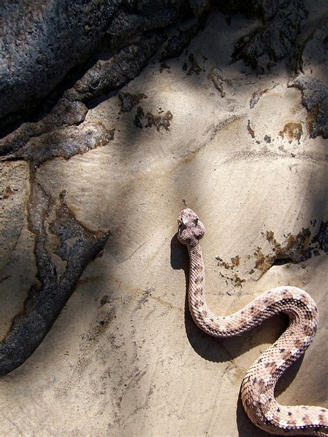 Sidewinder Photograph By John Campbell Fine Art America