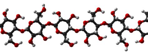 Polysaccharide Creationwiki The Encyclopedia Of Creation Science