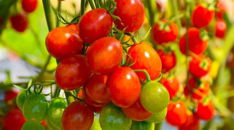 21 Small Tomato Varieties For Your Vegetable Garden