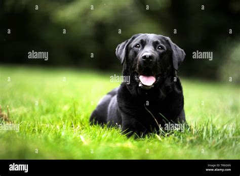 Labrador Retriever Canis Lupus F Familiaris Lying With Tongue