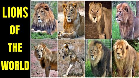 Lion Subspecies