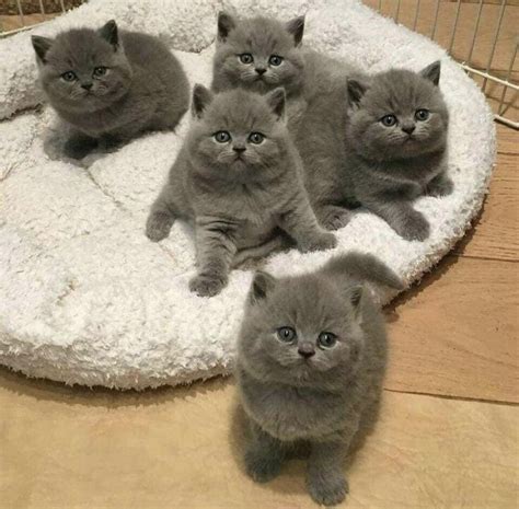 Плюшевые Шотландские Котята - 55 фото