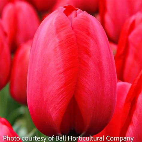 Bulb Tulip Red Impression Darwin Hybrid 25 Pk