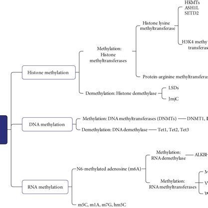 Methylation modifications’ classification and main enzymes involved in ...