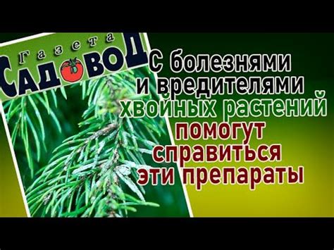С болезнями и вредителями хвойных растений помогут справиться эти ...
