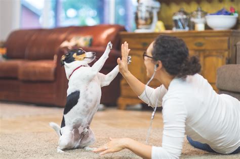 Adestramento De Cachorro Como Fazer Em Casa Blog Colombo