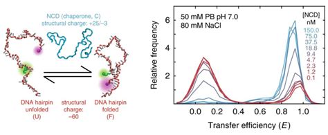 How natively unstructured RNA chaperones aid in RNA folding - Biotium 