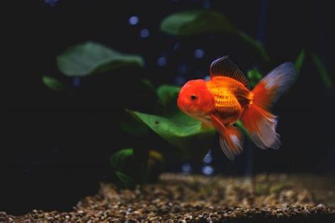 Oranda Goldfish Care: Diet, Tank Mates, Tank Setup and Breeding Profile