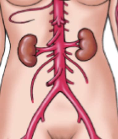 BIO 117 Exam 3 2 5 Lecture 11 Major Arteries To Abdomen Pelvis