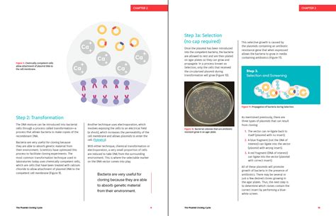 The Plasmid Cloning Cycle