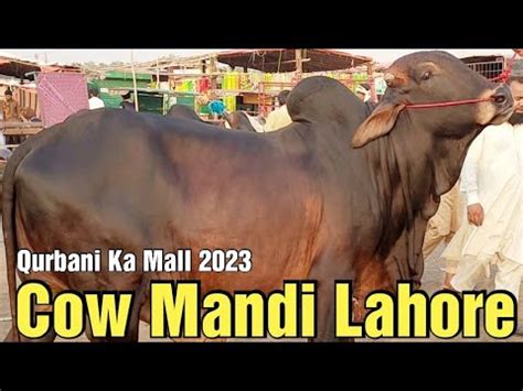 Cow Mandi Lahore Sahiwal Cholisthani Bachre Qurbani Ka Mall 2023