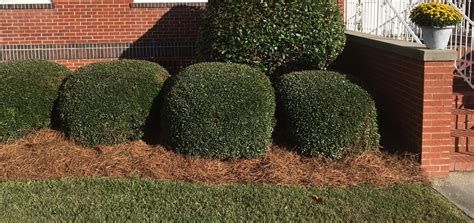 Benefits of Pine Straw vs Mulch Mount Juliet TN | Pine Straw Bedding